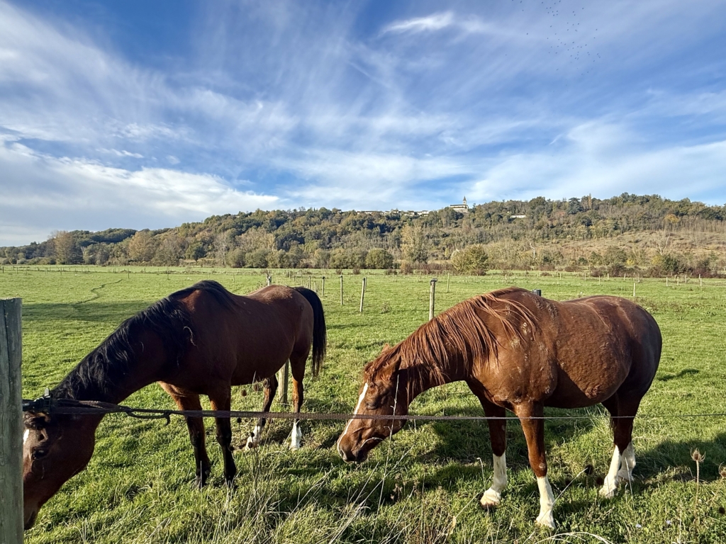 Equestrian Estate with 18 Ha Near Castelsagrat